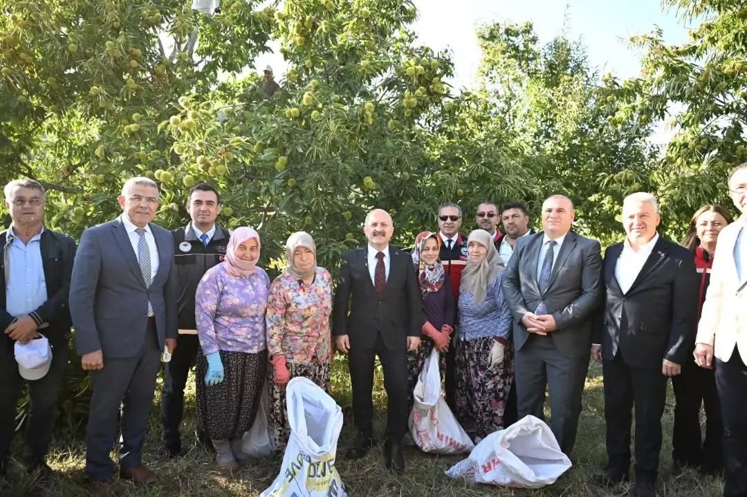 Aydın Kestanesinde Hasat Heyecanı Devam Ediyor